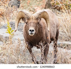 Bighorn Sheep Ram Charging