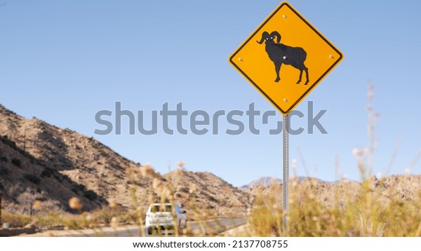 Bighorn sheep, ram crossing warning yellow sign,\
California USA. Wild animals xing traffic signage, safety driving\
on road. Wildlife fauna protection from cars, highway in desert\
wilderness. Road trip