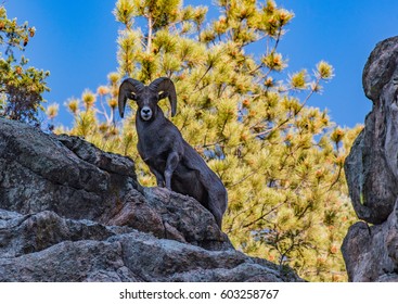 Bighorn Sheep Ram Early Morning
Colorado