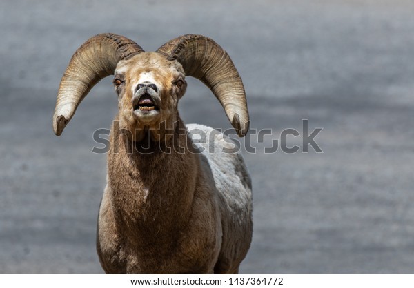 Bighorn Sheep Ram\
Showing Flehmen Response\
