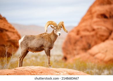 Bighorn Sheep In Red Rocks