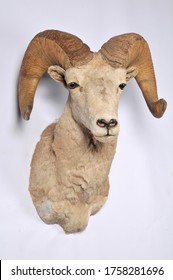Bighorn Sheep Shoulder Mount Taxidermy On A White Background