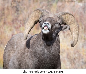 Bighorn Sheep Showing Flehmen Response