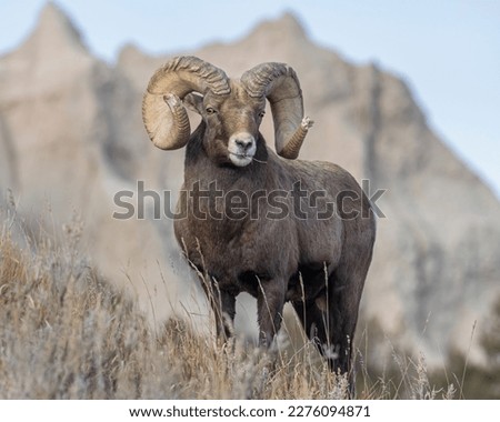 Bighorn Sheep in South Dakota during the winter