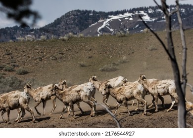 Bighorn Sheep in Yellowstone in the spring