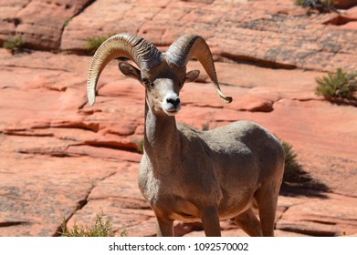 Bighorn Sheep, Zion National Park