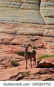 Bighorn Sheep. Zion National Park