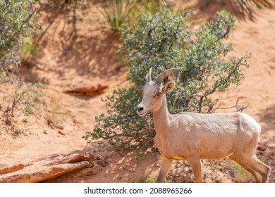 Bighorn Sheep At Zion National Park