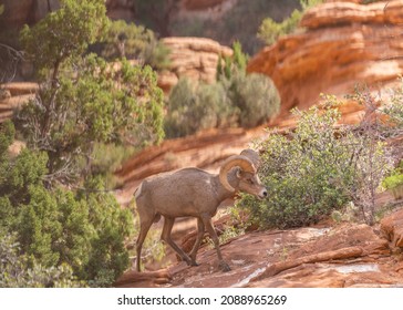 Bighorn Sheep At Zion National Park