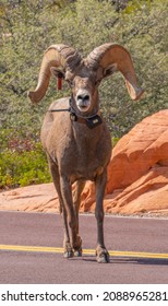 Bighorn Sheep At Zion National Park