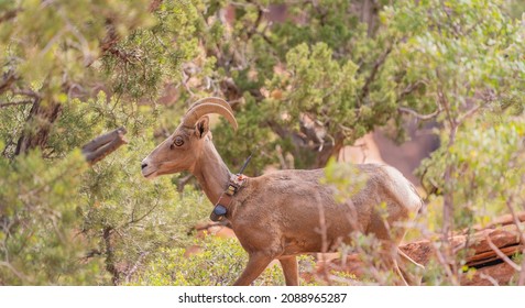 Bighorn Sheep At Zion National Park