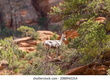 Bighorn Sheep At Zion National Park