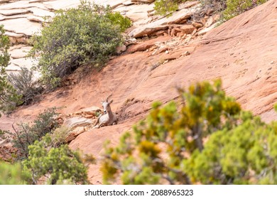 Bighorn Sheep At Zion National Park