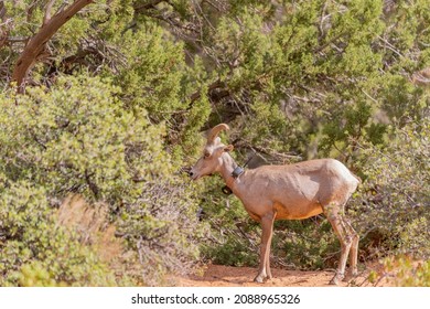 Bighorn Sheep At Zion National Park