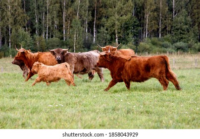 Big-horned Ox In A Farm. Big-horned Ox In A Farm In Latvia, Summer Time