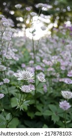 Bight Colourful Springsummer Flowers Blooming