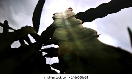 Bight Light At The End Of The Vine Close Up Abstract Background