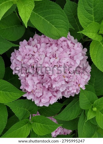 Bigleaf Hydrangea Close up shot