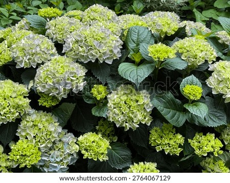 Bigleaf hydrangea green Hydrangea macrophylla.