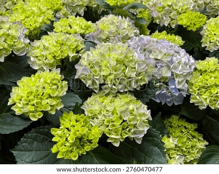 Bigleaf hydrangea green panicles hydrangea macrophylla flowering bush.