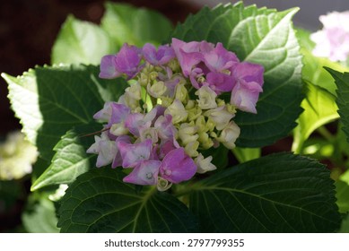 Bigleaf Hydrangea (Hydrangea macrophylla) featuring large pink and white mophead blooms, Staten Island, NY