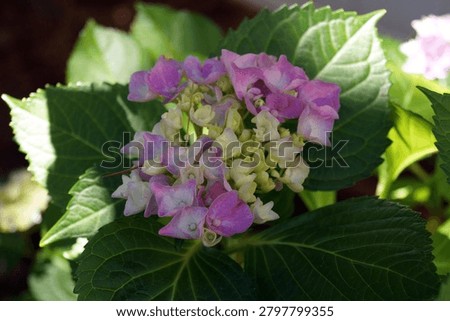 Bigleaf Hydrangea (Hydrangea macrophylla) featuring large pink and white mophead blooms, Staten Island, NY