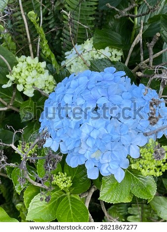 Bigleaf Hydrangea (Hydrangea macrophylla) flowering shrub blooming with striking light blue corymb. Large green serrated leaves surround vibrant sterile florets cultivated in organic garden.