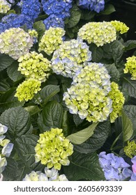 Bigleaf hydrangea (Hydrangea macrophylla) in full bloom with large, round clusters of vibrant pink, blue, or purple flowers and lush green foliage, perfect for summer gardens and ornamental borders