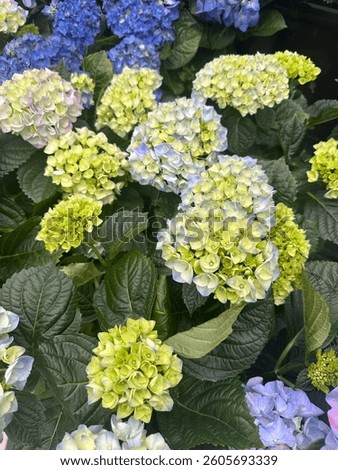 Bigleaf hydrangea (Hydrangea macrophylla) in full bloom with large, round clusters of vibrant pink, blue, or purple flowers and lush green foliage, perfect for summer gardens and ornamental borders