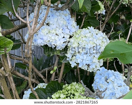 Bigleaf Hydrangea (Hydrangea macrophylla) Shrub. Deciduous flowering plant displaying large corymbs of pale blue and white sterile florets amid complex woody branches and lush dark green foliage.