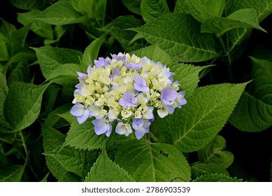 Bigleaf hydrangea, Hydrangea macrophylla (Thunb.) Ser