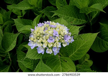 Bigleaf hydrangea, Hydrangea macrophylla (Thunb.) Ser