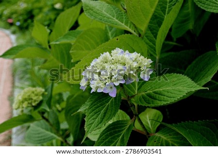 Bigleaf hydrangea, Hydrangea macrophylla (Thunb.) Ser