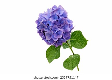 Bigleaf hyrdrangea (Hydrangea macrophylla) is a beautiful flower in the family Hydrangeaceae, native to Japan. It is a deciduous shrub growing to 2 m - Powered by Shutterstock