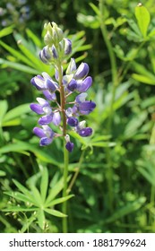 Bigleaf Lupine At Acadia National Park In Maine