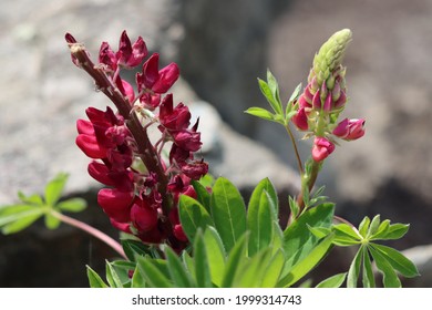 Bigleaf Lupine Blooming In Early Summertime