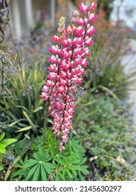 Bigleaf Lupine - Lupinus Polyphyllus - In Bloom