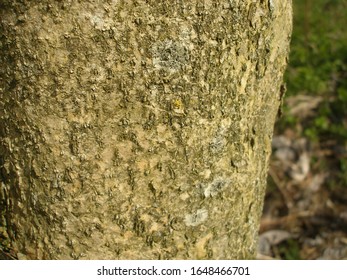 Bigleaf Magnolia Bark (Magnolia Macrophylla)