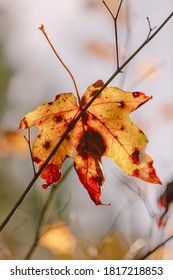 Bigleaf Maple Leaf (Acer Macrophyllum) In Autumn, Caught In Small Tree Branch