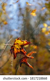 Bigleaf Maple Leaf (Acer Macrophyllum) In Autumn, Caught In Small Tree Branch