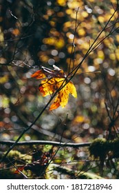 Bigleaf Maple Leaf (Acer Macrophyllum) In Autumn, Caught In Small Tree Branch