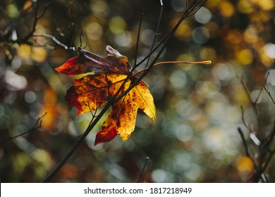 Bigleaf Maple Leaf (Acer Macrophyllum) In Autumn, Caught In Small Tree Branch