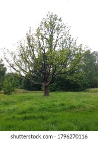 Bigleaf Maple Tree In Fletcher Moss Park, United Kingdom