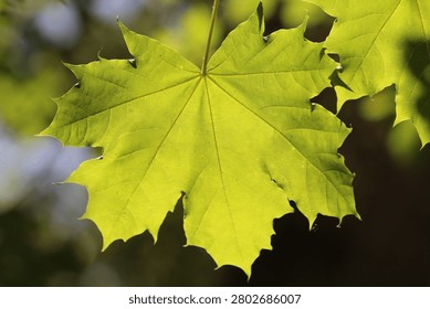 A Bigleaf maple tree leaf is illuminated by the sunlight in Blackbird Island, Leavenworth, WA.  This tree is prolific in this area where it grows in moist soils and by the riverbank.