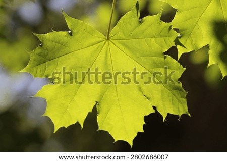 A Bigleaf maple tree leaf is illuminated by the sunlight in Blackbird Island, Leavenworth, WA.  This tree is prolific in this area where it grows in moist soils and by the riverbank.