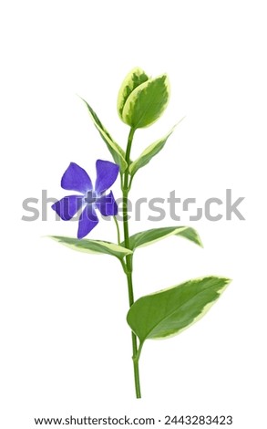 Bigleaf periwinkle (Vinca major) with glossy dark green leathery leaves and single violet flower