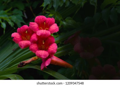 Bignonia Flower, Background