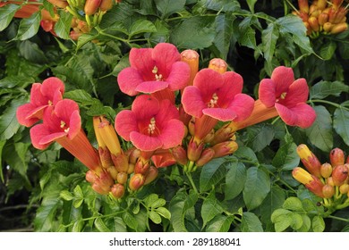 Bignonia Plant, Flowers And Foliage