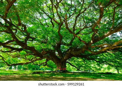 Bigtree.