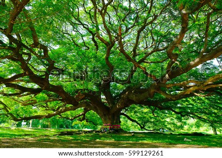 Bigtree.